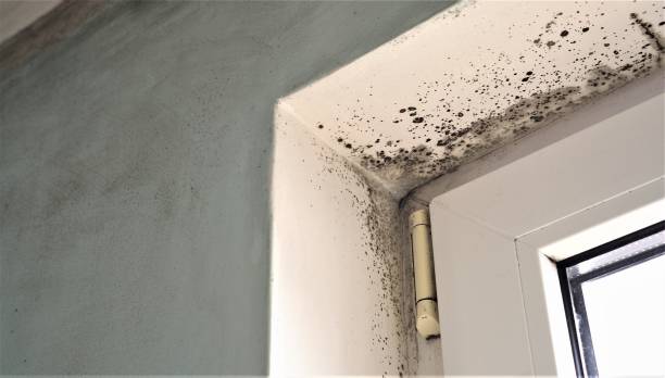 Best Real Estate Mold Inspection  in Riverton, UT