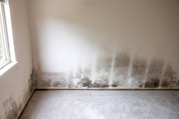 Mold Remediation for Vacation Homes in Riverton, UT