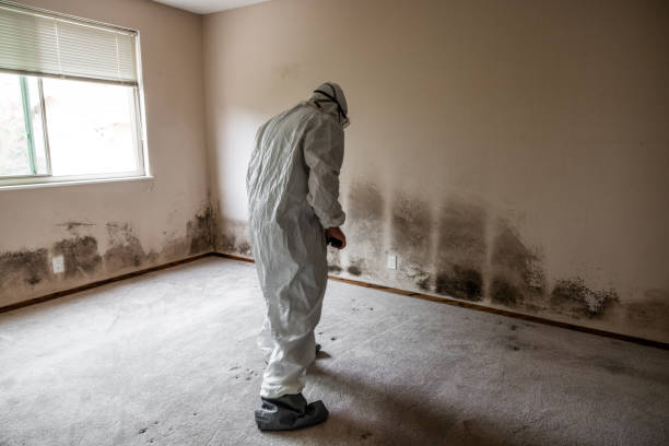 Best Post-Construction Mold Inspection  in Riverton, UT