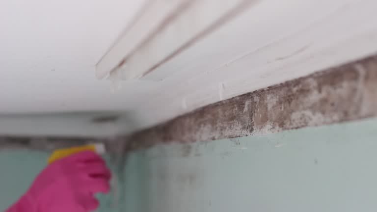 Best Industrial Mold Remediation  in Riverton, UT